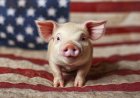 หมูอเมริกัน ได้ไม่คุ้มเสีย อย่ายอมแลกสุขภาพกับของราคาถูก