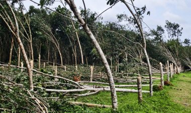 กยท.เท2.8พันล.จ่ายไร่ละ1.6หมื่นเยียวยาชาวสวนโค่นต้นยางเก่าปลูกใหม่