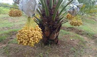 เนรมิตมรดกพ่อแม่ 5 ไร่ ปลูกอินทผาลัม ขายผลสด แปรรูปครบวงจร