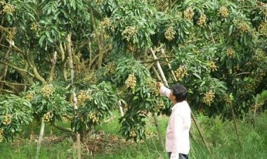 จันทบุรีเตรียมดึง "ลาว-เมียนมา"แก้วิกฤติแรงงานภาคเกษตขาดแคลน