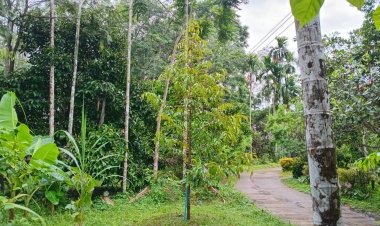 ทุเรียนเผชิญวิกฤติราคาตกต่ำกลุ่มชาวสวนภาคใต้ชะลอขยายพื้นที่เพาะปลูก