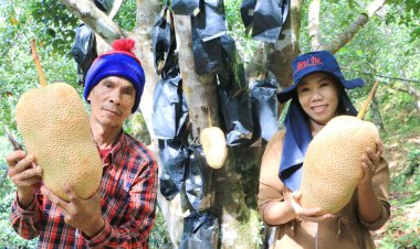 หรอยแรง! " จำปาดะ ทองตาปาน"เบอร์ 1 พังงา ออกสู่ท้องตลาดแล้ว