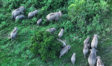 กรมอุทยานแห่งชาติฯเล็งคุมกำเนิดลดประชากรช้างป่าภาคตะวันออก