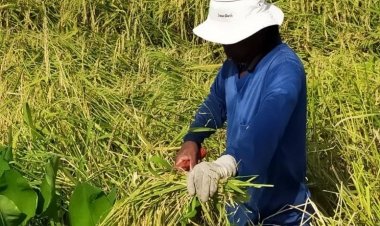 เสริมแกร่งเกษตรกรเขาหินซ้อนผลิตเมล็ดพันธุ์ข้าวคุณภาพ บนหลัก “เศรษฐกิจพอเพียง”