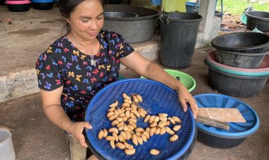 เกษตรกรเมืองตรังเลี้ยง "ด้วงสาคู"สร้างรายได้30,000 บาท/สัปดาห์