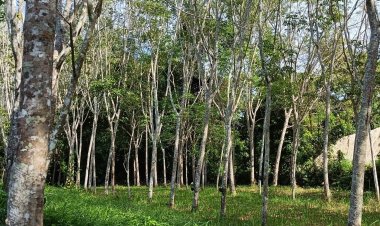 STA ประเมินยางธรรมชาติสัญญาณบวก หลังภาษีสหรัฐชัดเจน