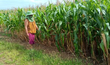 เกษตรกรปราจีนบุรีระทม!ฝนทิ้งช่วงข้าวโพดขาดน้ำหล่อเลี้ยงยืนต้นแห้งตาย