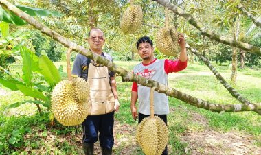 หนุ่มพังงาเร่งพลิกโฉม 'สวนทุเรียนคลองน้ำแดง'สู่ท่องเที่ยวเชิงเกษตรอินทรีย์ยั่ง