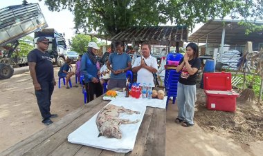 ฮือฮา!ลูกวัวประหลาดมี 1 ตัว 2 หัว 3 หู 4 ตา 4 ขา แห่ขอหวยคึกคัก