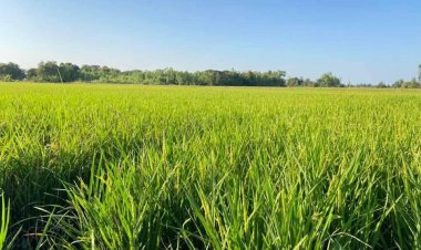 เคาะเยียวยาไร่ละพัน นบข.ช่วยเกษตรกรนาปี-ปรัง แก้ราคาตกต่ำ