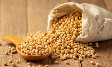 กากถั่วเหลืองลด ต้นทุนเนื้อสัตว์ไทยแข่งขันได้ คุณภาพสูง ผู้บริโภคได้เต็มคำ