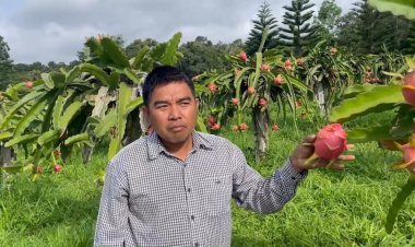 เกษตรกรภูเรือวิกฤต! ‘แก้วมังกรราคาดิ่ง’ ท้อแท้!โค่นทิ้งหวนกลับปลูกยางพารา