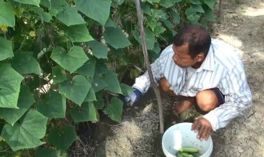 เกษตรกรสทิงพระ-โชว์เคล็ดลับ ‘ปลูกแตงกวา’ ไร้สารเคมี-สร้างรายได้หลักหมื่น