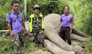 สลด!“พลายขุนศึก”ถูกไฟฟ้าช็อตเสียชีวิตขณะหากินกลางคืน