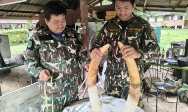 หัวหน้าอุทยานเขาใหญ่ชี้แจง!  กรณีการตายและการจัดการซาก "พลายขุนศึก" ยืนยันดำเนินการถูกระเบียบ