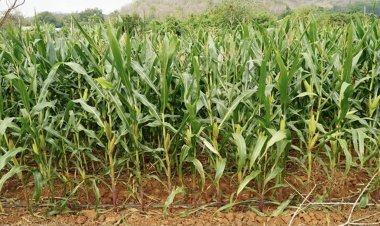 อาหารสัตว์ ชี้นำเข้าเนื้อหมูจากสหรัฐฯ กระทบเกษตรกรข้าวโพด ข้าว มันสำปะหลัง ปลาป่น