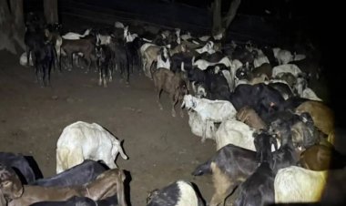 แพะเถื่อนทะลักตาก “ฉก.พญานาคราช” ตรวจยึดของกลาง 255 ตัว