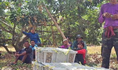 ฝ่าวิกฤติแรงงานขาดตลาด คนไทยสมัครเก็บลำไยจันทน์ สร้างรายได้งาม