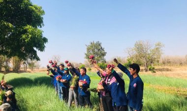 “หอมแดง” พืชเศรษฐกิจตัวใหม่เมืองชัยภูมิ สร้างรายได้กว่า 4 ล้านบาทต่อปี