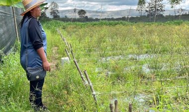 ขาดทุนยับ! เกษตรกรพนมดงรักโอดอพยพหนีภัย 15 วัน กลับมาพริกตายเรียบ