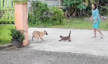 ฮือฮา!สองแมวเพศเมียธุ์วิเชียรมาศโครตดุวิ่งไล่ฟัดกัดหมาหนีกระเจิง