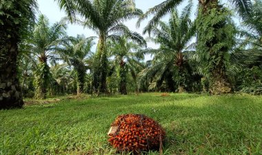 "เพชรศรีวิชัย"ลุยหนักเตรียมเปิดรง. น้ำมันปาล์มเฟส2กันยา รองรับตลาดโต