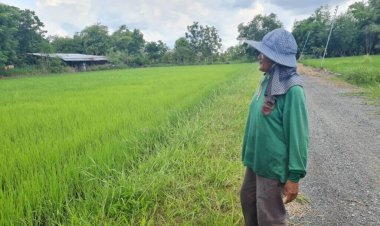 เกษตรกรนครราชสีมาเตรียมนำเงินช่วยเหลือไร่ละพันซื้อปุ๋ยใส่นาข้าว