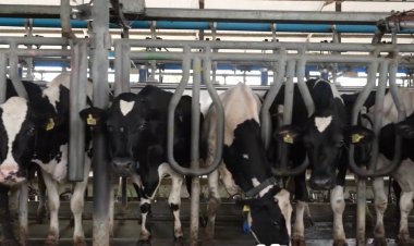 "ชม.เฟรชมิลด์" หนุนเกษตรกรเลี้ยงวัวนมพันธุ์ดี เน้นฟาร์มอนามัย