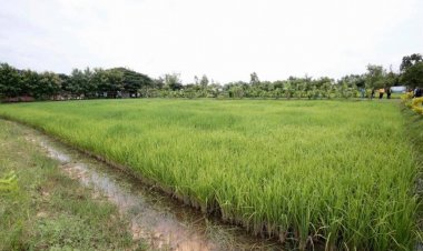 บ้านดอนหมู-โรงสีชุมชนอุบลราชธานี ต้นแบบ ผลิตข้าวยั่งยืน ลดต้นทุน เพิ่มรายได้