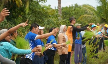 "หอการค้ากระบี่" ปลูกข้าววันแม่ เก็บเกี่ยววันพ่อ สืบสานวิถีเกษตรไทย