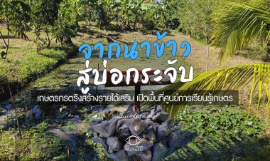 จากนาข้าวสู่บ่อกระจับเขาควาย เกษตรกรตรังสร้างรายได้เสริม 6 พันต่อเดือน