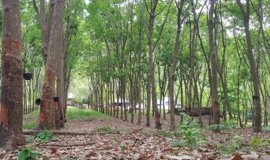 กยท. อัดงบ 2,800 ล้าน หนุนชาวสวนยางโค่นยางเอง จ่ายครบ 15 ก.ย.นี้