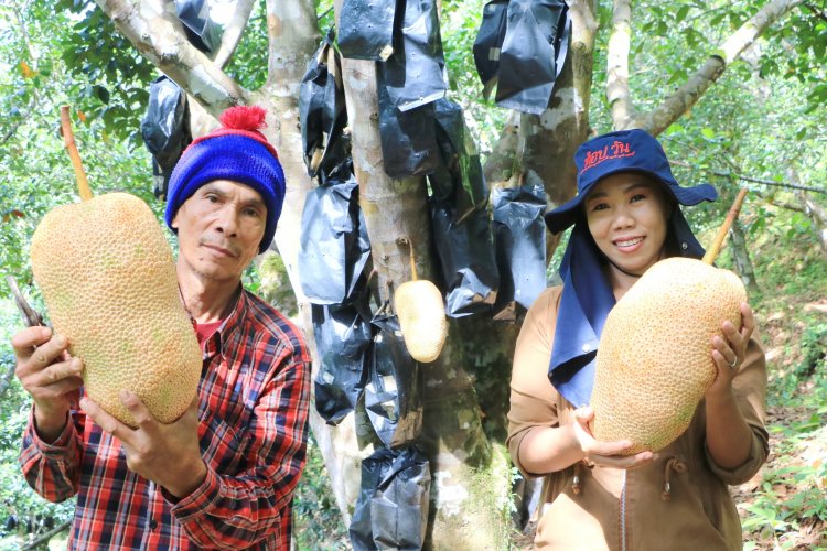 หรอยแรง! " จำปาดะ ทองตาปาน"เบอร์ 1 พังงา ออกสู่ท้องตลาดแล้ว