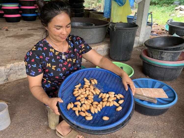 เกษตรกรเมืองตรังเลี้ยง "ด้วงสาคู"สร้างรายได้30,000 บาท/สัปดาห์