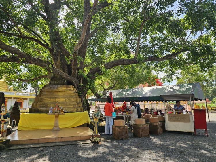 แห่พาแม่กราบนมัสการขอพรพระศรีมหาโพธิอายุ 2,500 ปีคึกคัก