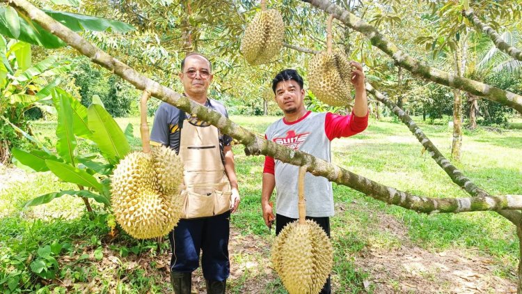 หนุ่มพังงาเร่งพลิกโฉม 'สวนทุเรียนคลองน้ำแดง'สู่ท่องเที่ยวเชิงเกษตรอินทรีย์ยั่ง