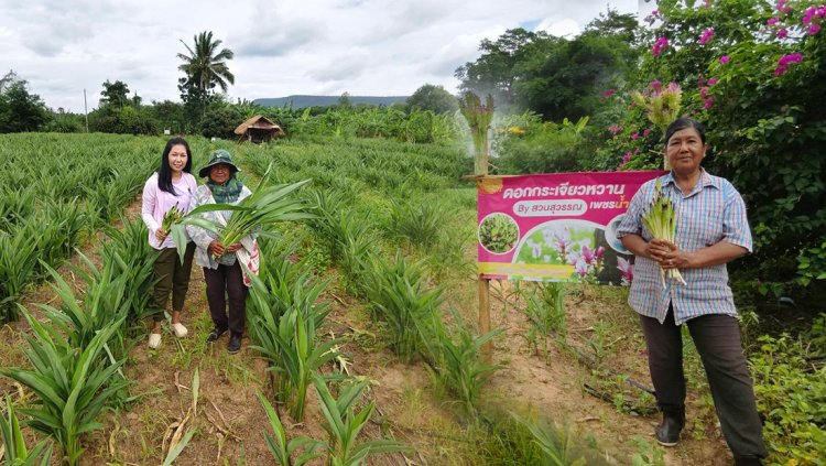 “ป้าสุวรรณ” เศรษฐินี "กระเจียวหวาน"ลงทุนครั้งเดียวเก็บเงินแสนได้ 10 ปี