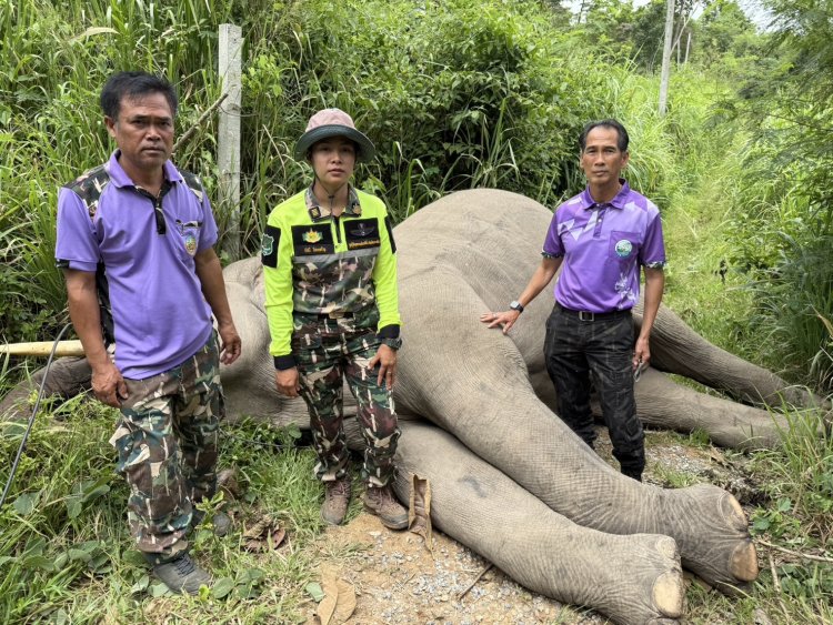 สลด!“พลายขุนศึก”ถูกไฟฟ้าช็อตเสียชีวิตขณะหากินกลางคืน
