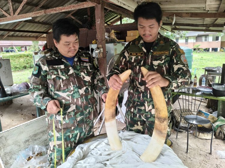 หัวหน้าอุทยานเขาใหญ่ชี้แจง! กรณีการตายและการจัดการซาก "พลายขุนศึก" ยืนยันดำเนินการถูกระเบียบ