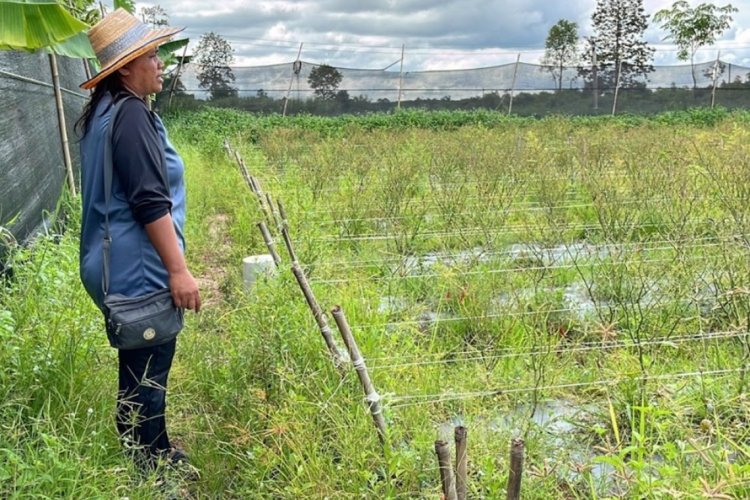 ขาดทุนยับ! เกษตรกรพนมดงรักโอดอพยพหนีภัย 15 วัน กลับมาพริกตายเรียบ