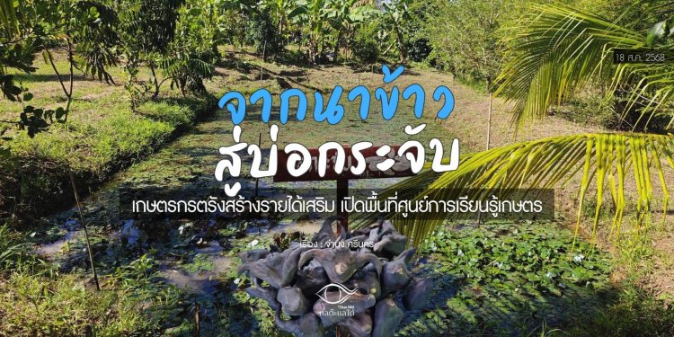 จากนาข้าวสู่บ่อกระจับเขาควาย เกษตรกรตรังสร้างรายได้เสริม 6 พันต่อเดือน