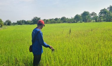 ชาวนาโคราชเตรียมเฮ ธกส.เตรียมเงินกว่า 2 พันล้านบาทจ่ายเยียวยาไร่ละพัน