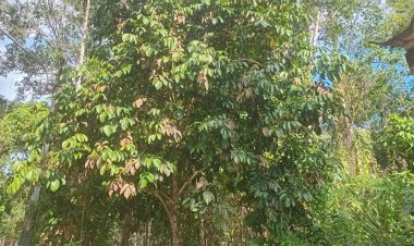 ผลผลิตฤดู 68 “ลองกองใต้ เจอ “ฝนไม่ทิ้งช่วง” ผลิตฮวบ 83 %