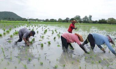 'กรมการข้าว' ผลักดันชาวนาใช้เทคโนโลยีการผลิตเป็นมิตรต่อสิ่งแวดล้อม