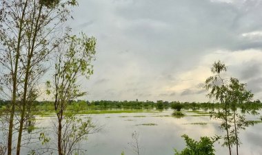 ฝนกระหน่ำหนักติดต่อหลายวัน นาข้าวอีสานล่ม  อำนาจเจริญจมน้ำ 500 ไร่