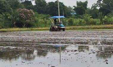 ชาวนาโคราชฝาก รบ.ใหม่ รับซื้อข้าวอย่างน้อย กก.ละ 9 บาท