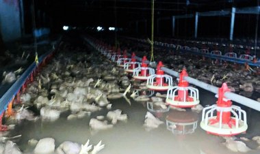 เจ้าของฟาร์มไก่ระยองน้ำตาตกน้ำท่วมโรงเลี้ยงไก่ตาย5หมื่นตัวเจ๊งกว่า10ล้าน