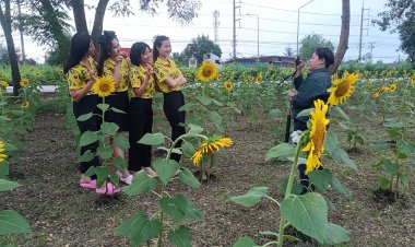 ทุ่งทานตะวันบ้านสะพรั่งริมถนน304ปราจีนฯ อ้าแขนรับนักท่องเที่ยว