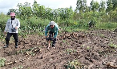 ฝนตกหนักชาวไร่มันลุยดินโคลนตมเก็บหัวมันขายก่อนเน่า