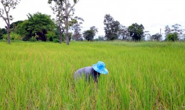 ศมข.อุบลฯ หนุน “ศูนย์ข้าวชุมชนบัวงาม” ผลิตเมล็ดพันธุ์คุณภาพ สร้างรายได้มั่นคงให้เกษตรกร